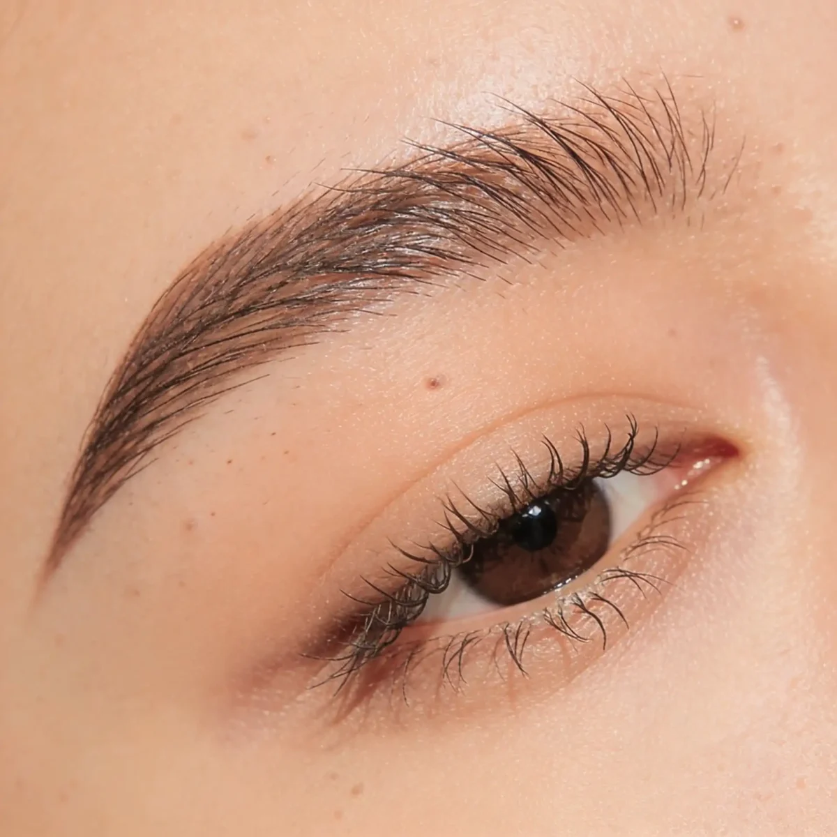 Eyebrows & Lashes